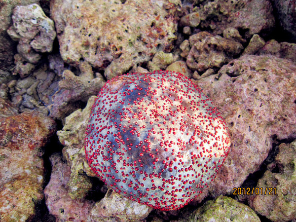 马尔代夫自助游图片