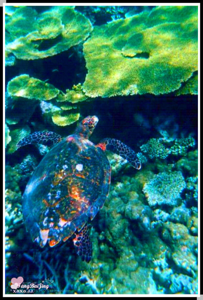 马尔代夫旅游攻略图片