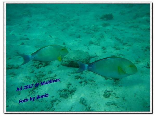 卡努呼拉岛自助游图片 卡努呼拉岛自助游图片