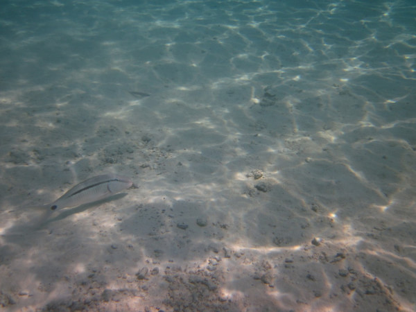 马尔代夫自助游图片 马尔代夫自助游图片