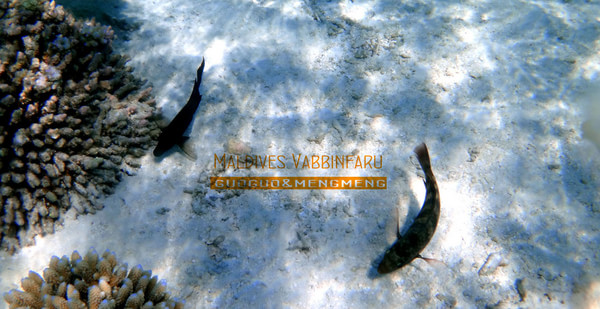 马尔代夫自助游图片 马尔代夫自助游图片