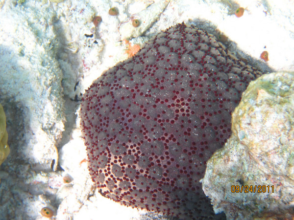 马尔代夫景点图片