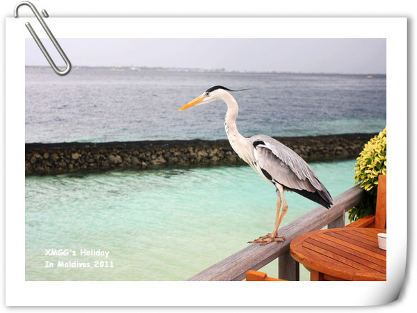 马尔代夫景点图片