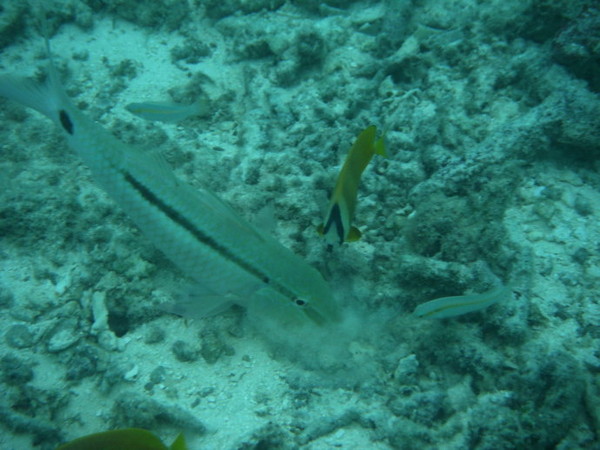 安娜塔拉岛图片