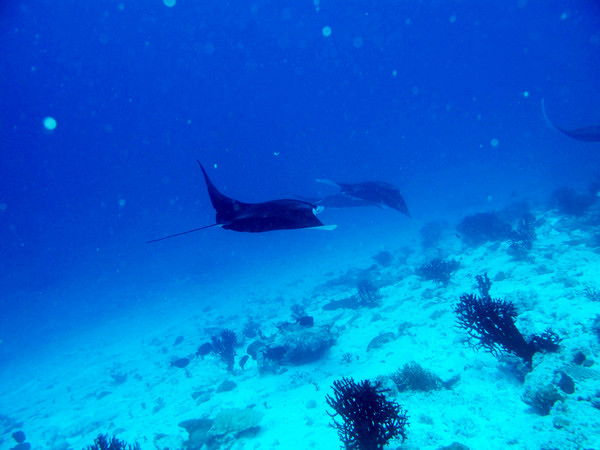 马尔代夫自助游图片