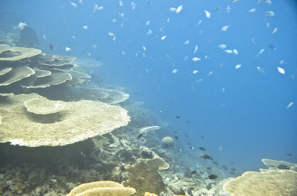 马尔代夫自助游图片 马尔代夫自助游图片