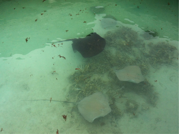 阿雅达自助游图片