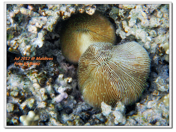 卡努呼拉岛自助游图片 卡努呼拉岛自助游图片