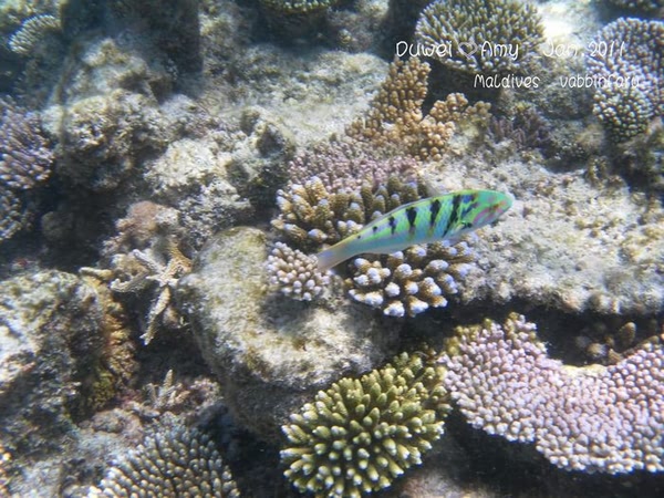 马尔代夫景点图片