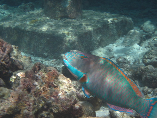马尔代夫旅游攻略图片