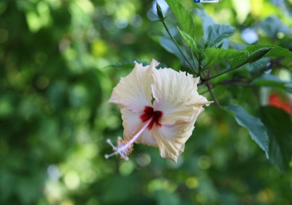 马尔代夫景点图片