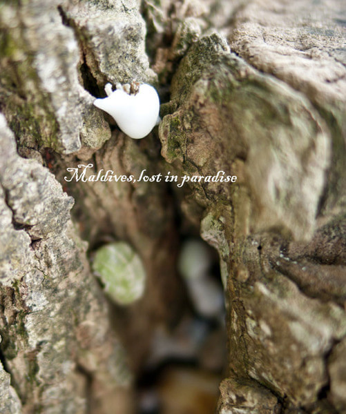 马尔代夫自助游图片