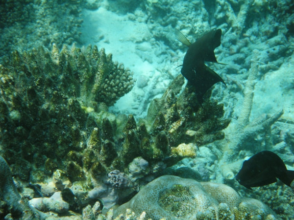马尔代夫景点图片