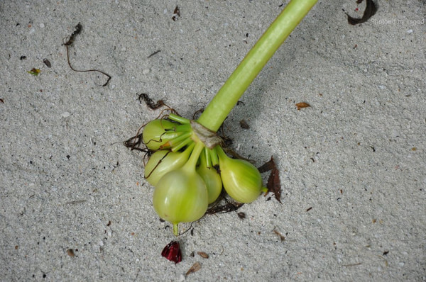 马尔代夫图片 马尔代夫图片