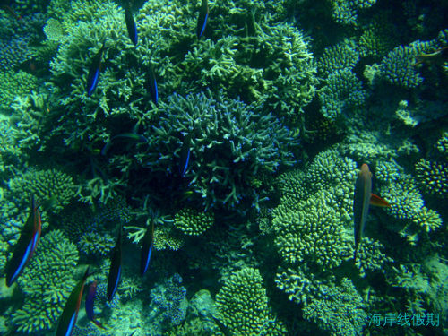 马尔代夫丽莉岛一瞥,马尔代夫游记，海岸线假期