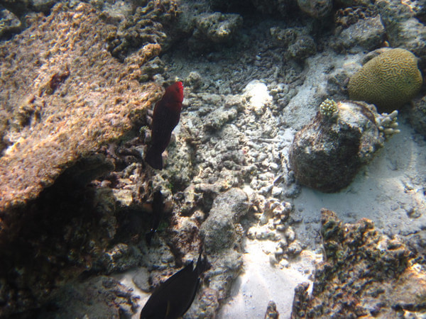 马尔代夫图片 马尔代夫图片