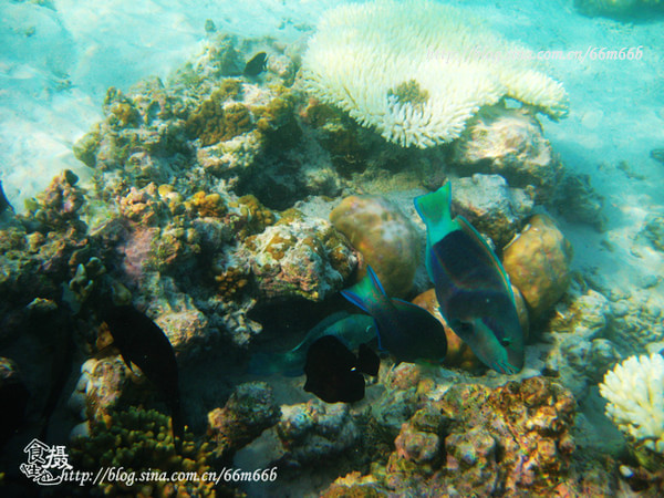 马尔代夫旅游攻略图片 马尔代夫旅游攻略图片