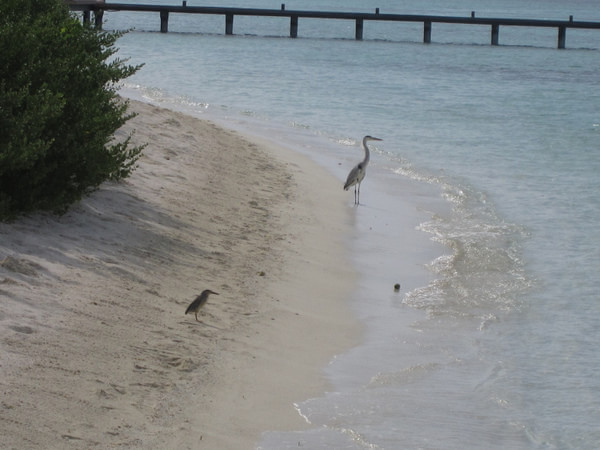 马尔代夫景点图片 马尔代夫景点图片