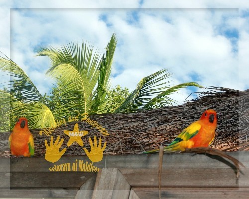 马尔代夫景点图片 马尔代夫景点图片