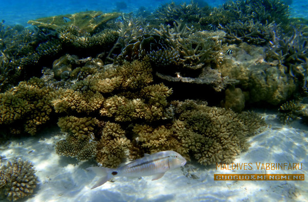 马尔代夫自助游图片 马尔代夫自助游图片