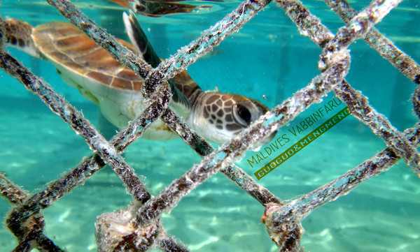 马尔代夫旅游攻略图片 马尔代夫旅游攻略图片