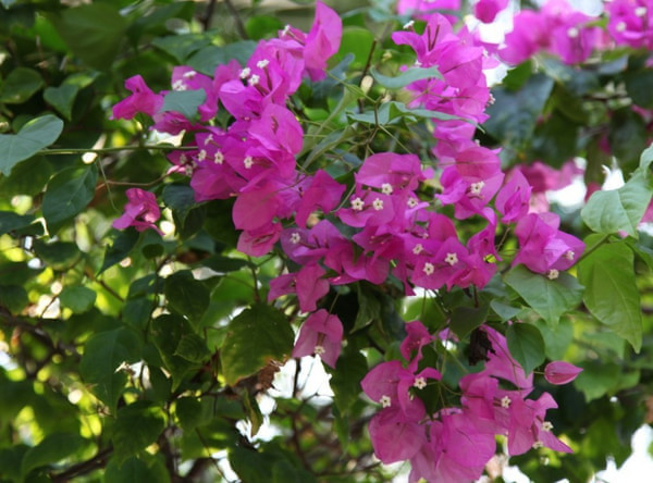 马尔代夫旅游攻略图片