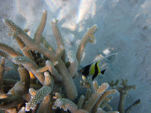 马尔代夫自助游图片 马尔代夫自助游图片