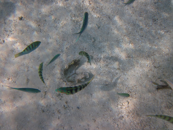 马尔代夫图片 马尔代夫图片