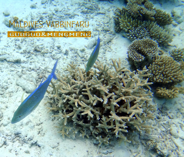 马尔代夫旅游攻略图片 马尔代夫旅游攻略图片