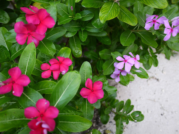 马尔代夫旅游攻略图片 马尔代夫旅游攻略图片