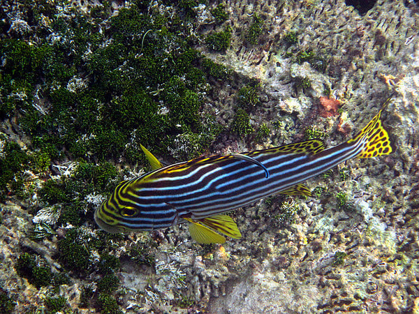 马尔代夫景点图片