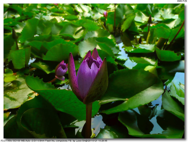 马尔代夫景点图片