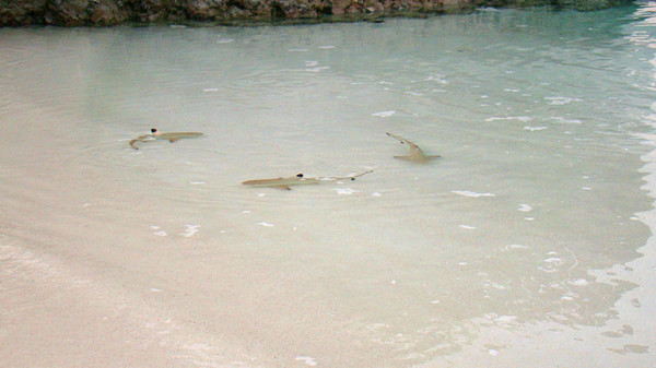 马尔代夫旅游攻略图片