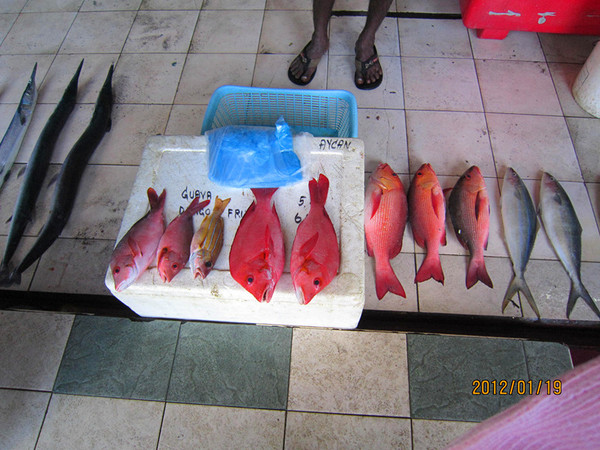 马尔代夫自助游图片