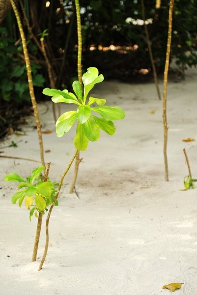 马尔代夫景点图片