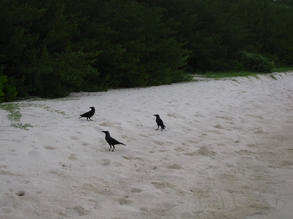 马尔代夫旅游攻略图片 马尔代夫旅游攻略图片