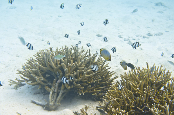 马尔代夫景点图片