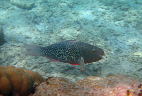 马尔代夫景点图片