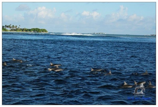 马尔代夫自助游图片