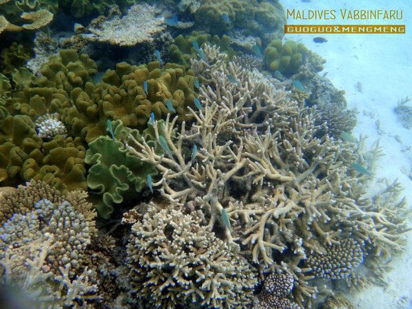 马尔代夫景点图片 马尔代夫景点图片