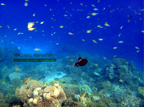 马尔代夫旅游攻略图片 马尔代夫旅游攻略图片