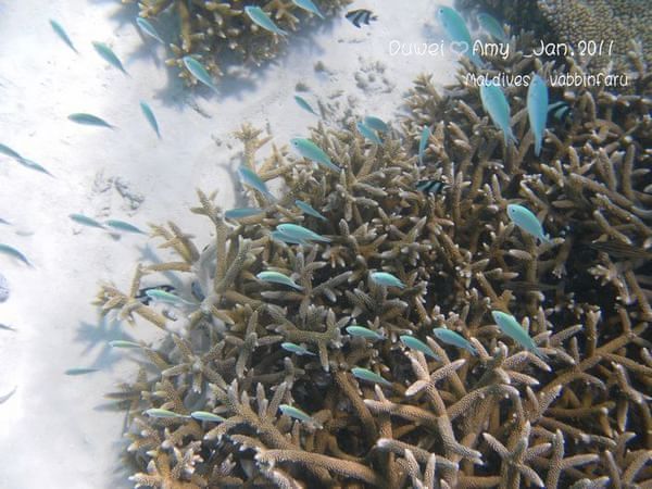 马尔代夫旅游攻略图片