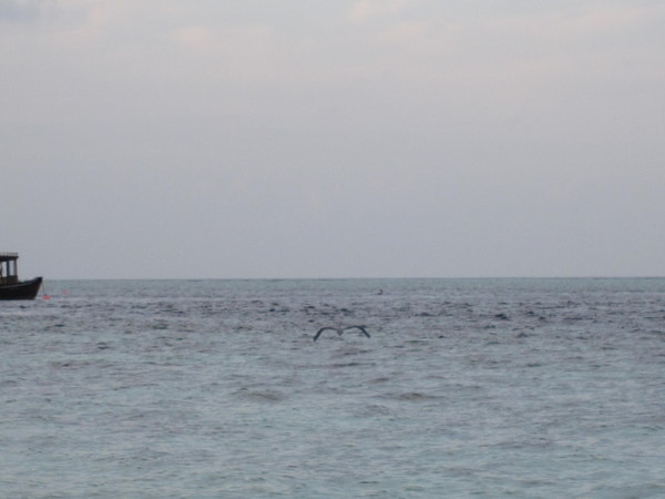 马尔代夫自助游图片 马尔代夫自助游图片