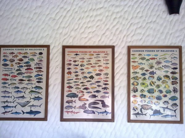 马尔代夫旅游攻略图片 马尔代夫旅游攻略图片