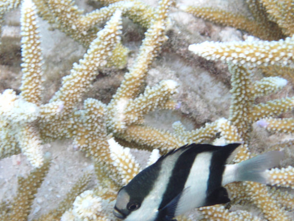 马尔代夫景点图片 马尔代夫景点图片