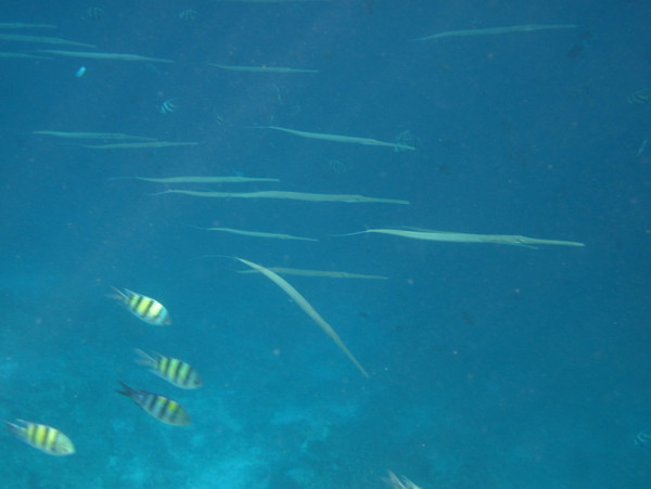 马尔代夫自助游图片 马尔代夫自助游图片