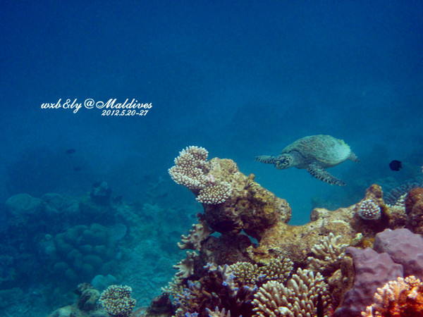 迪拜自助游图片 迪拜自助游图片