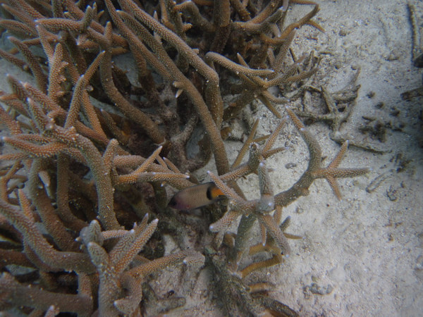 马尔代夫图片 马尔代夫图片