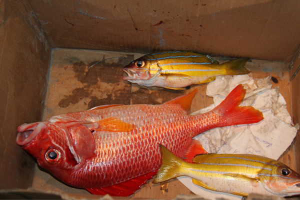 马尔代夫景点图片