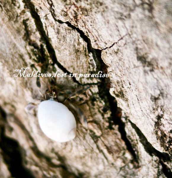 马尔代夫景点图片